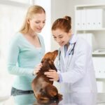Las escuelas veterinarias (veterinarias) más fáciles de ingresar en 2021