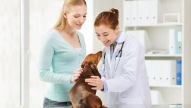 Las escuelas veterinarias veterinarias mas faciles de ingresar en 2021