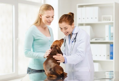 Las escuelas veterinarias (veterinarias) más fáciles de ingresar en 2021