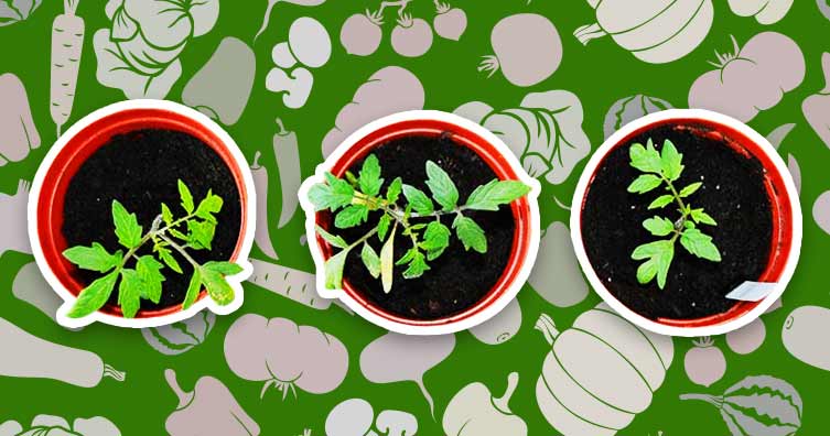plant pots and vegetable background