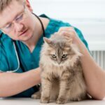 15 carreras comercializables trabajando con animales en 2022