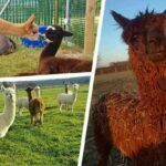 Conoce al estudiante que dirige una granja de alpacas