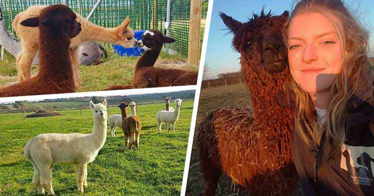 Lucy Stubbs alpacas header new
