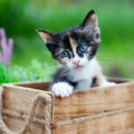 ¿Qué significa soñar con gatitos? | Interpretado