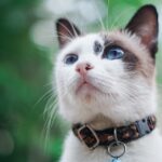 Cuanto cuesta un gato