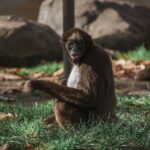 Reserva Natural de Borneo