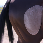 La grasa de caballo oscurece la piel