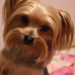 Razas de perros peludos pequeños