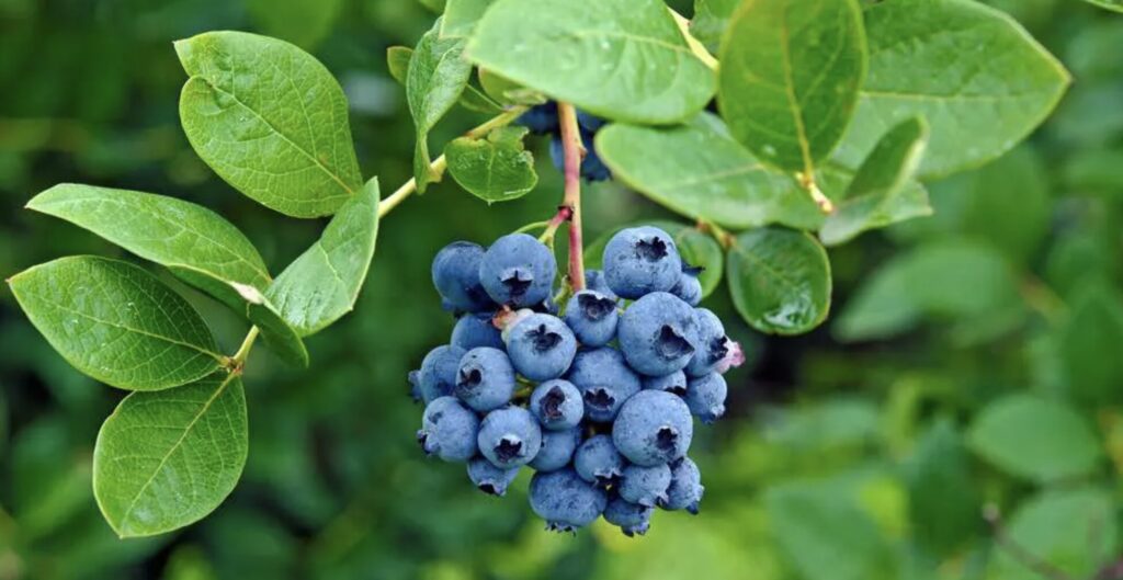 ¿Cuánto vale un árbol frutal?